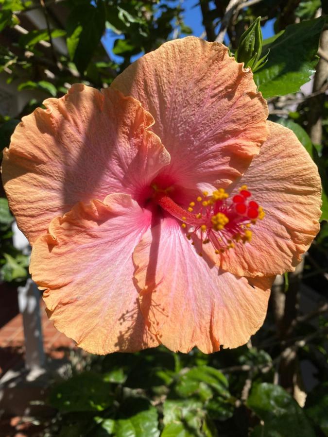 弗雷黑德牛津小屋 弗莱海德 外观 照片